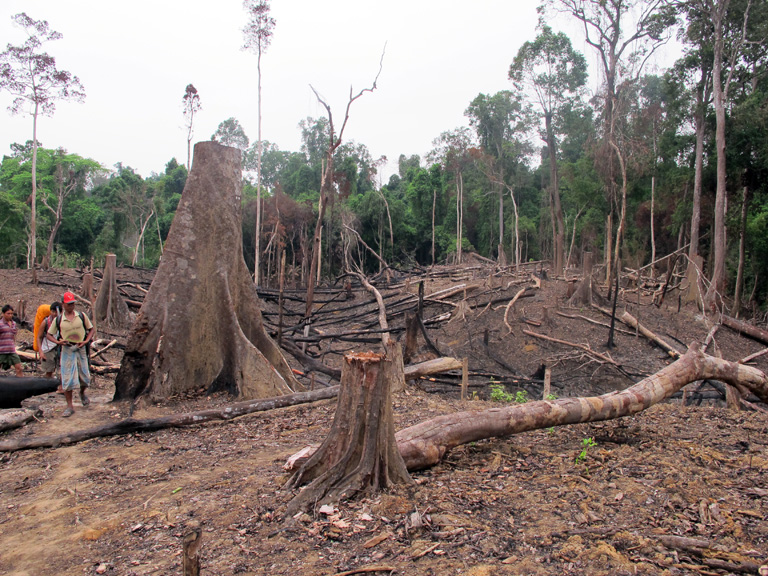 Deforestation - conservation of biodiversity in Bangladesh